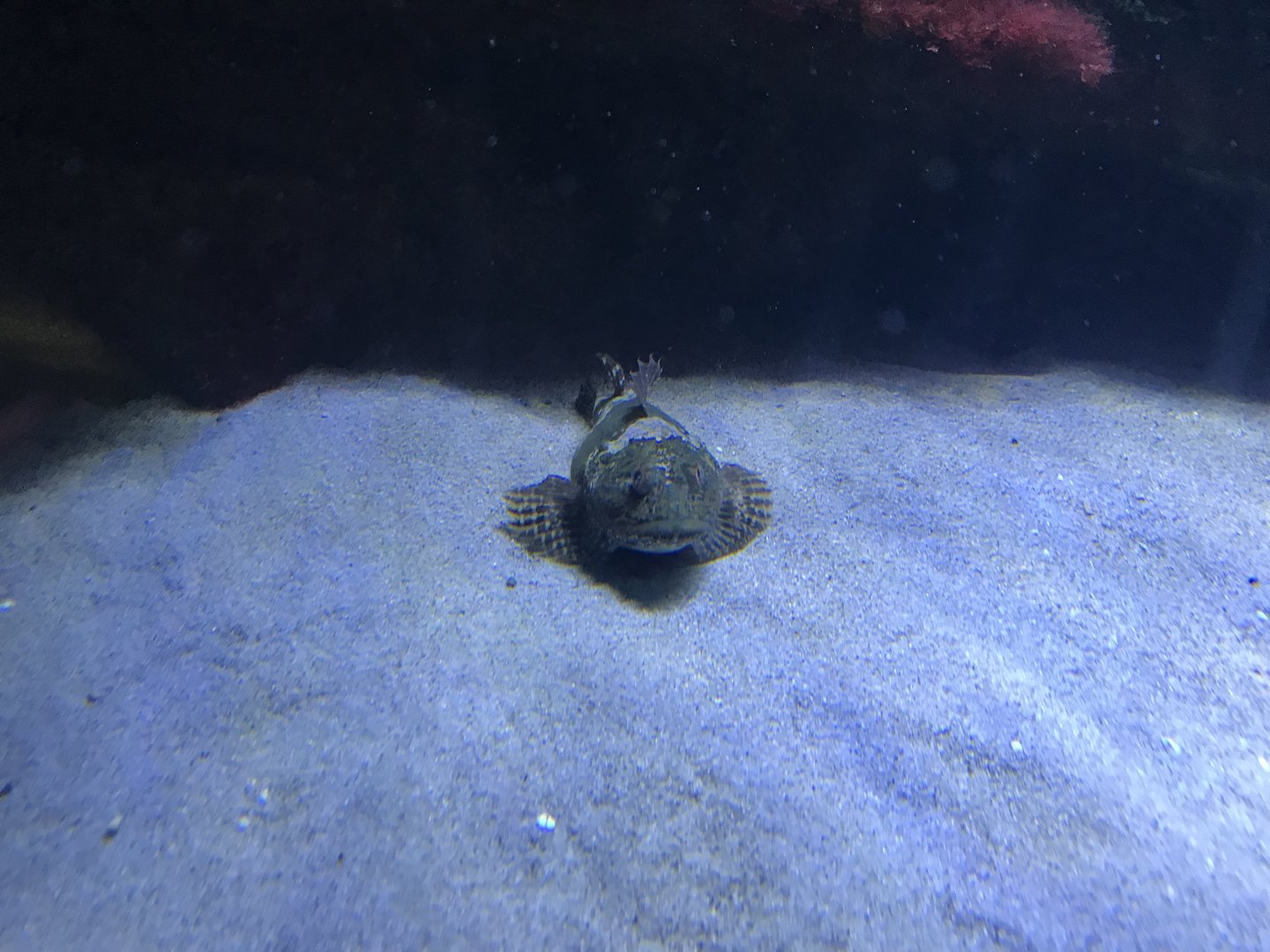 Aquarium -Myoxocephalus scorpius 011218