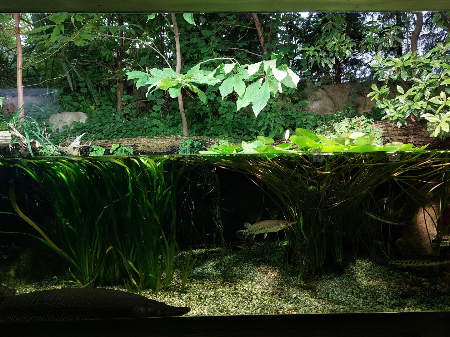 Aquarium - N-American landscape tank