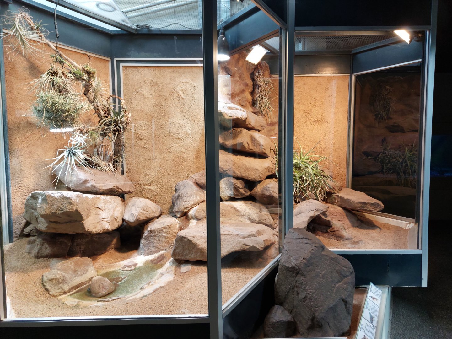 Aquarium - N-American lizards