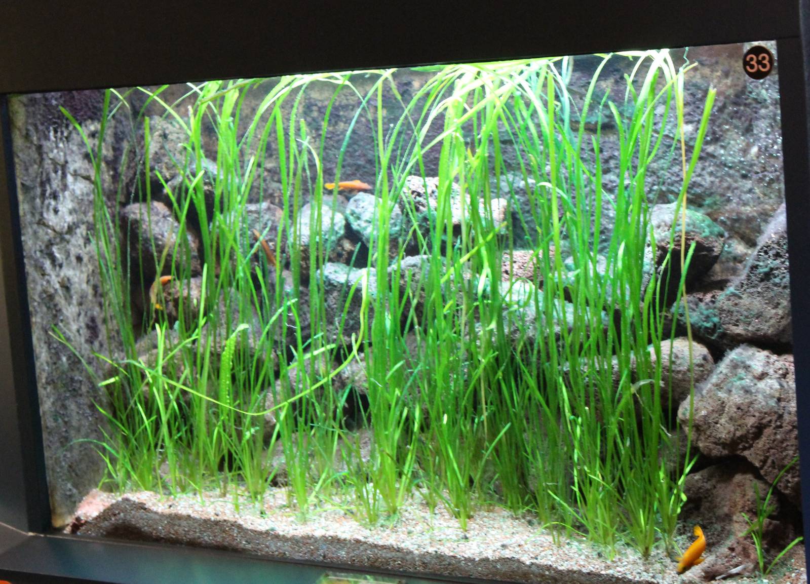 Aquarium Neolamprologus leleupi