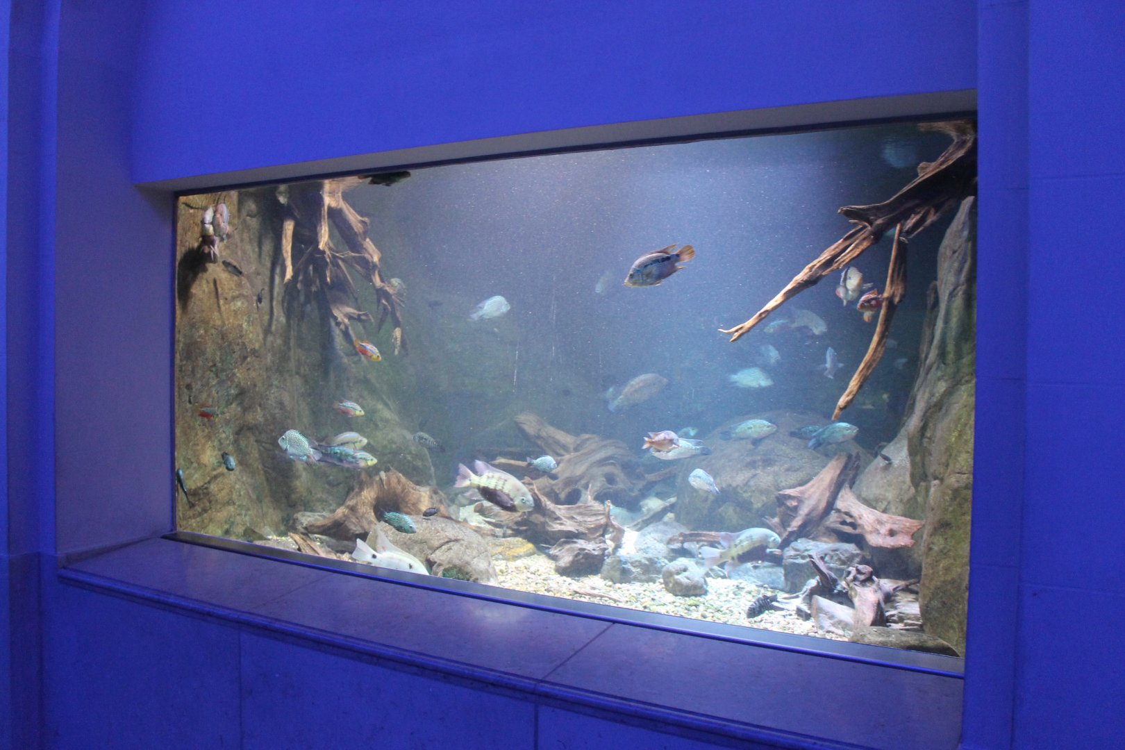 Aquarium Neotropical cichlids