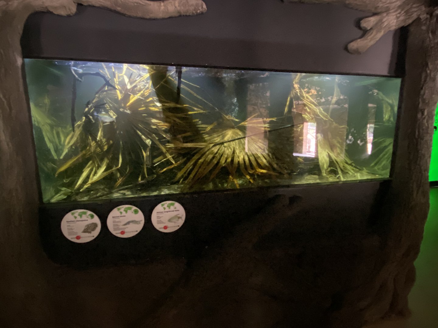 Aquarium next to Bongo/Zebra indoors 150725