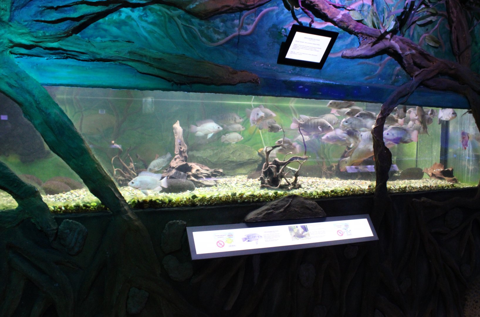 Aquarium Nile tilapia and Featherfin squeaker