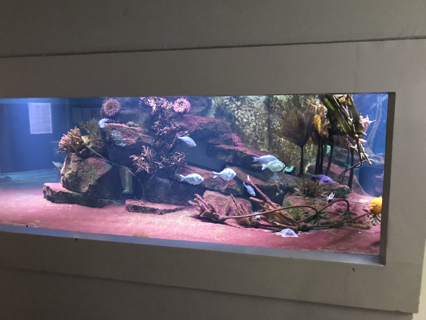 Aquarium - North-east Pacific tank 011218