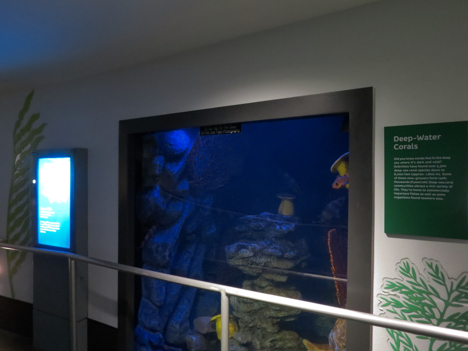 Aquarium - North Pacific - Deep Water Corals Exhibit