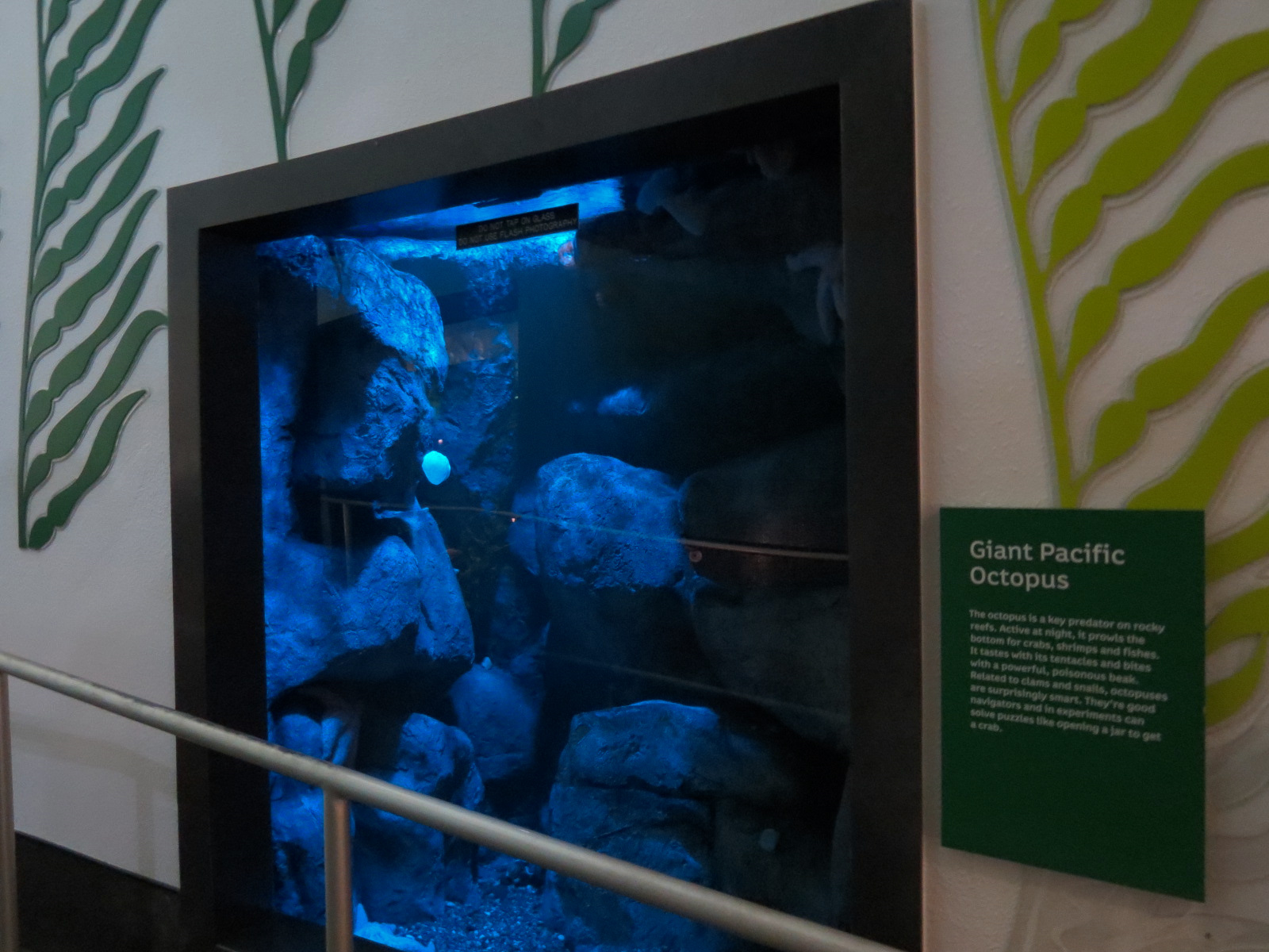 Aquarium - North Pacific - Giant Pacific Octopus Exhibit