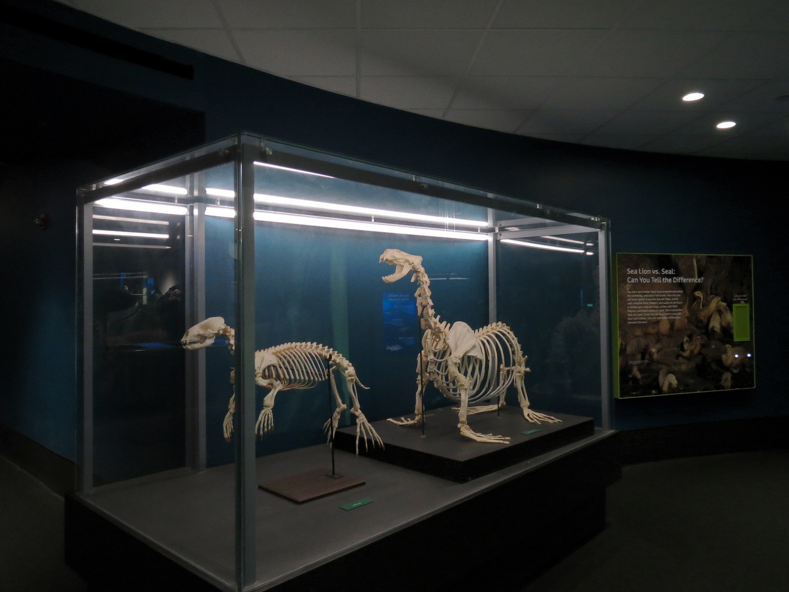 Aquarium - North Pacific - Lower Level - Pinniped Display