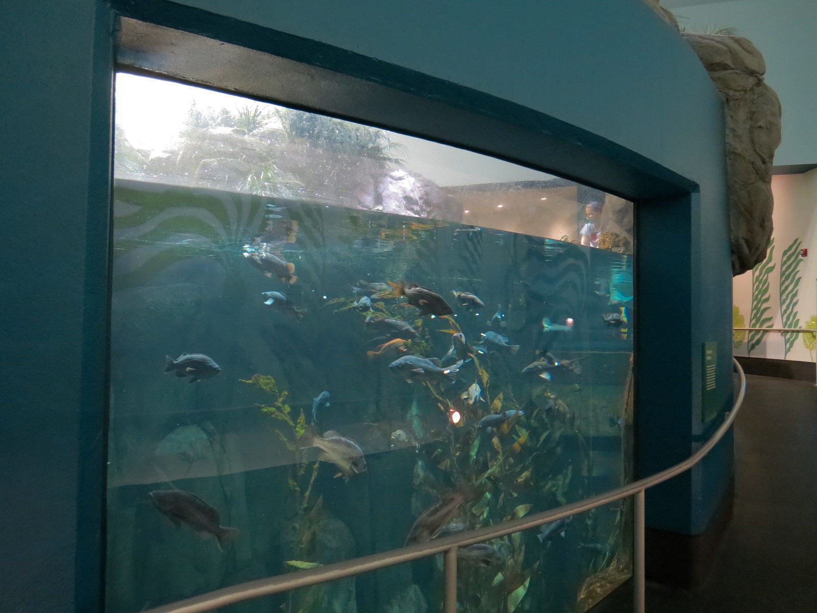 Aquarium - North Pacific - North Pacific Kelp Forests Exhibit - Lower Level