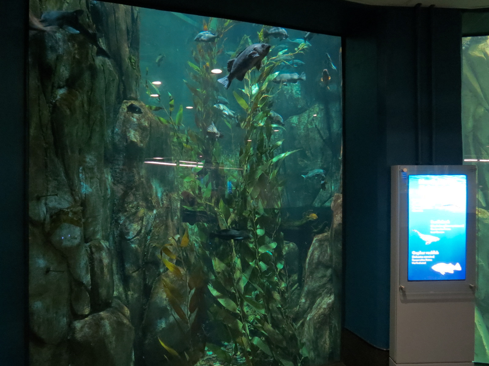 Aquarium - North Pacific - North Pacific Kelp Forests Exhibit - Lower Level