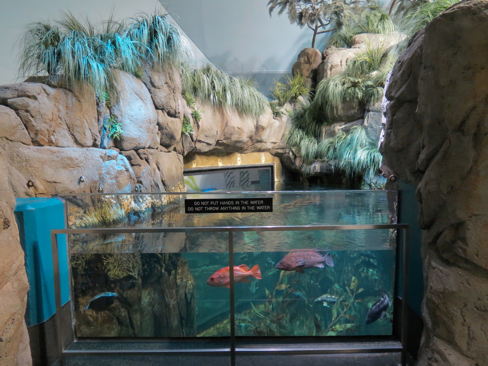 Aquarium - North Pacific - North Pacific Kelp Forests Exhibit - Upper Level