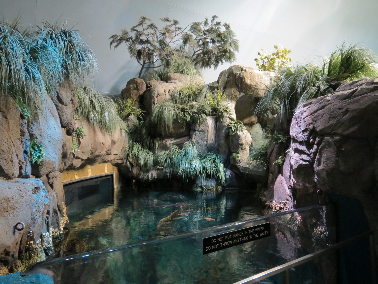 Aquarium - North Pacific - North Pacific Kelp Forests Exhibit - Upper Level