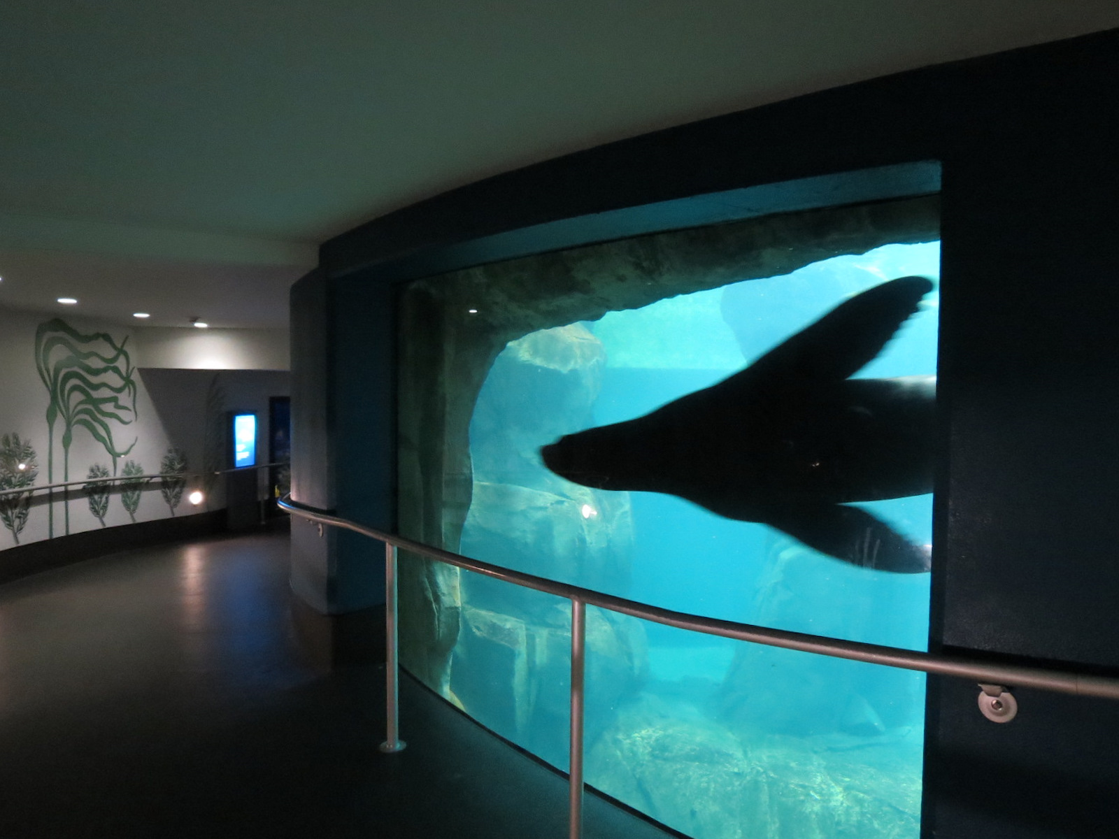 Aquarium - North Pacific - Pinniped Exhibit - Lower Level - California Sea Lion