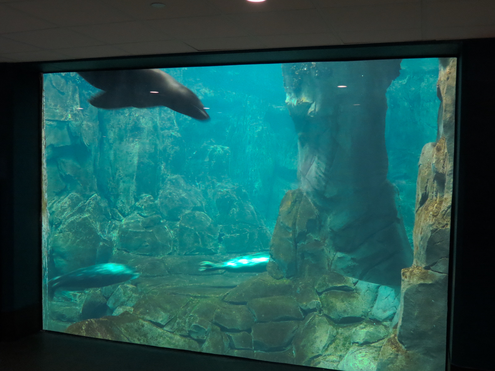 Aquarium - North Pacific - Pinniped Exhibit - Lower Level - California Sea Lion