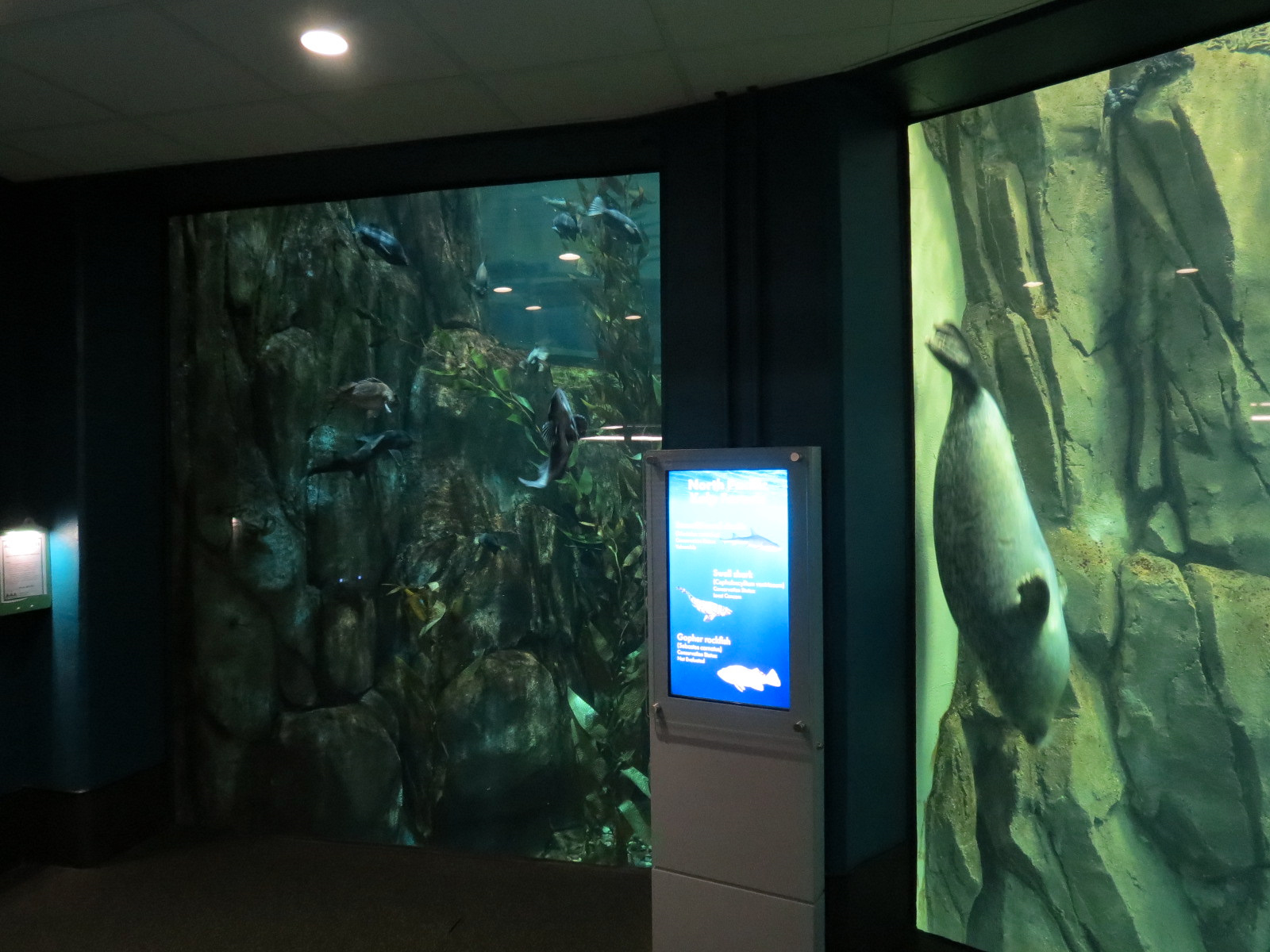 Aquarium - North Pacific - Pinniped Exhibit - Lower Level - Harbor Seal