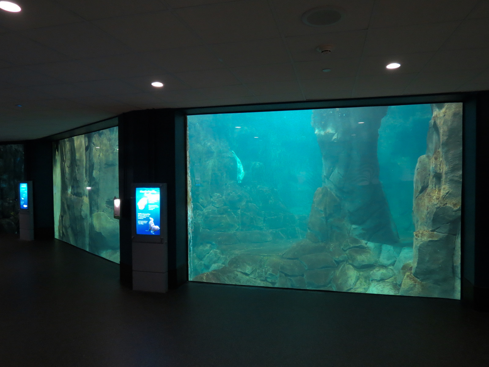 Aquarium - North Pacific - Pinniped Exhibit - Lower Level