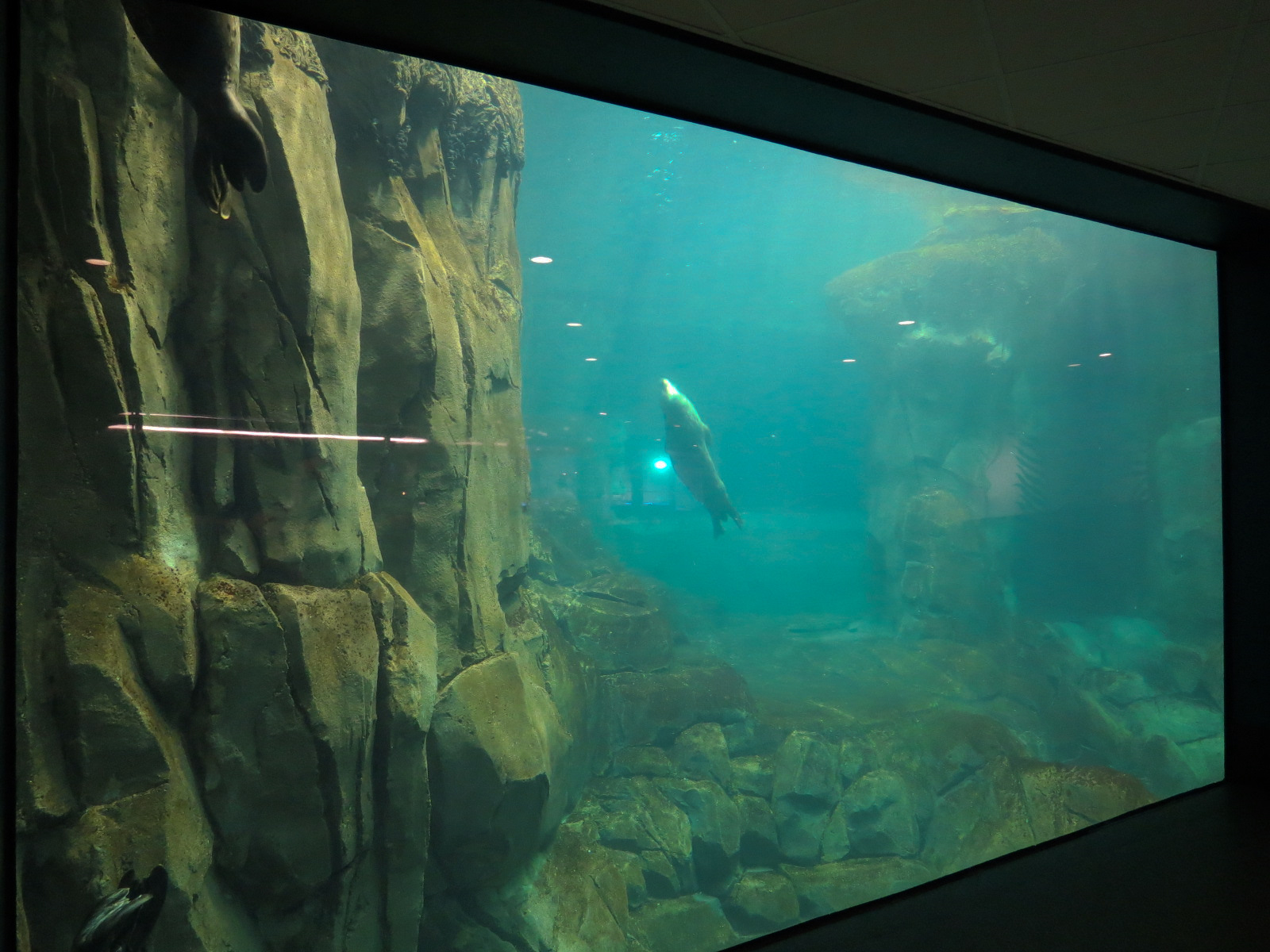 Aquarium - North Pacific - Pinniped Exhibit - Lower Level