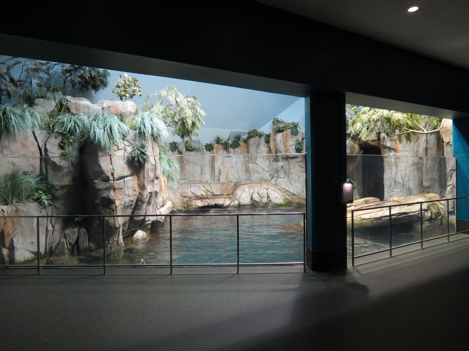 Aquarium - North Pacific - Pinniped Exhibit - Upper Level