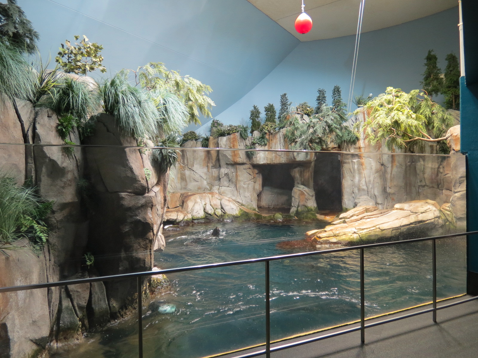 Aquarium - North Pacific - Pinniped Exhibit - Upper Level