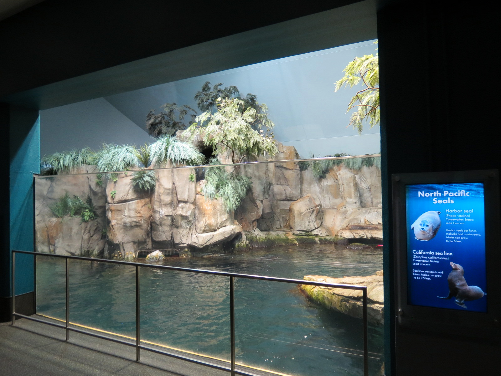 Aquarium - North Pacific - Pinniped Exhibit - Upper Level