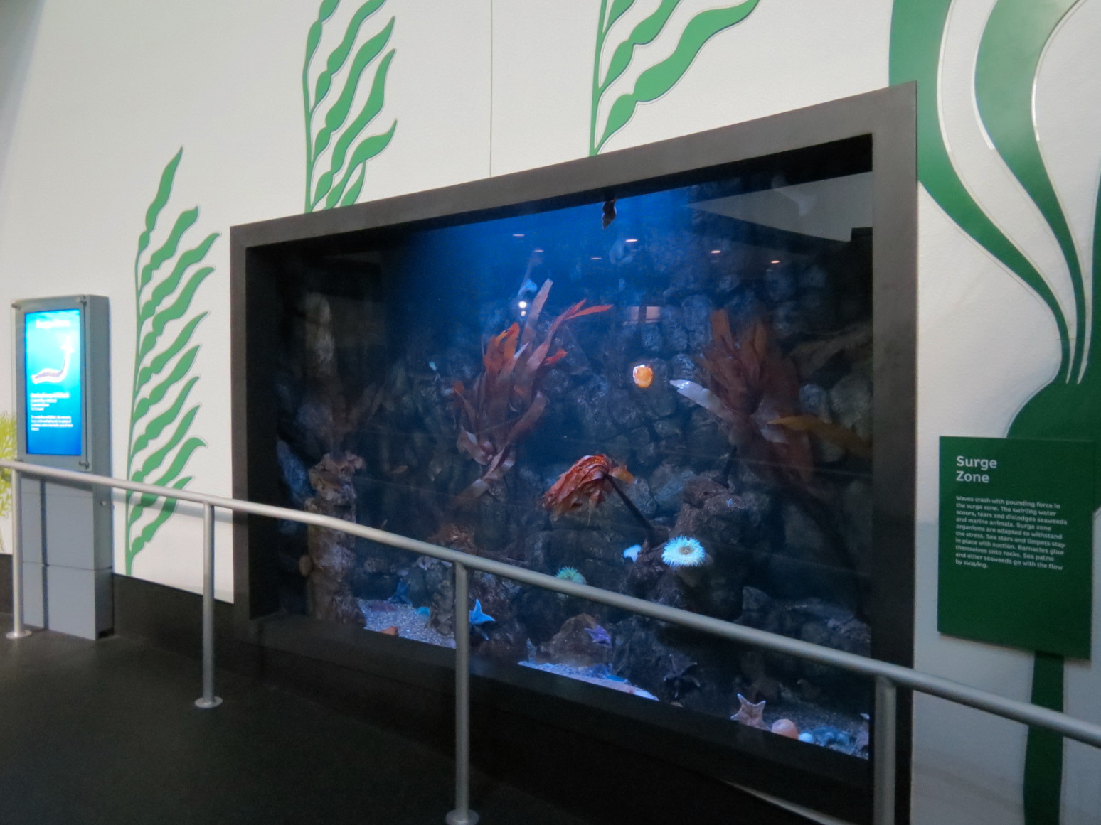 Aquarium - North Pacific - Surge Zone Exhibit