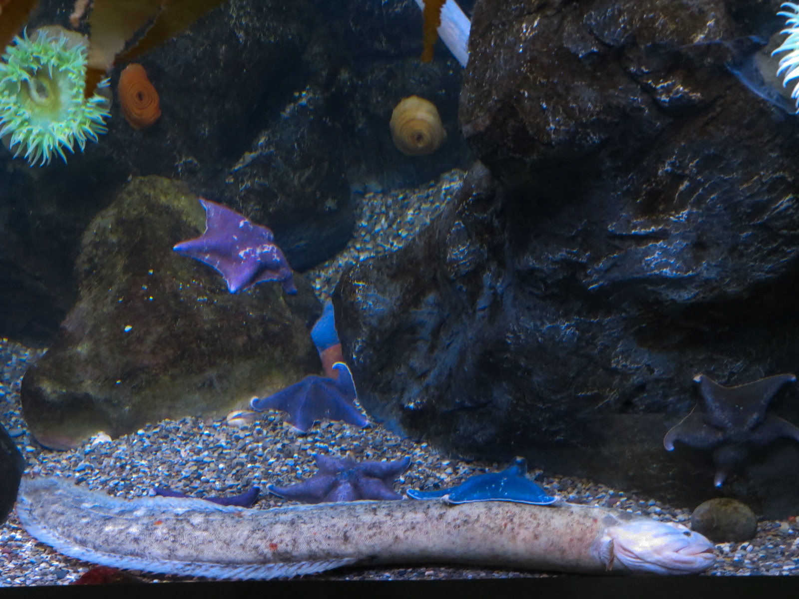 Aquarium - North Pacific - Surge Zone Exhibit