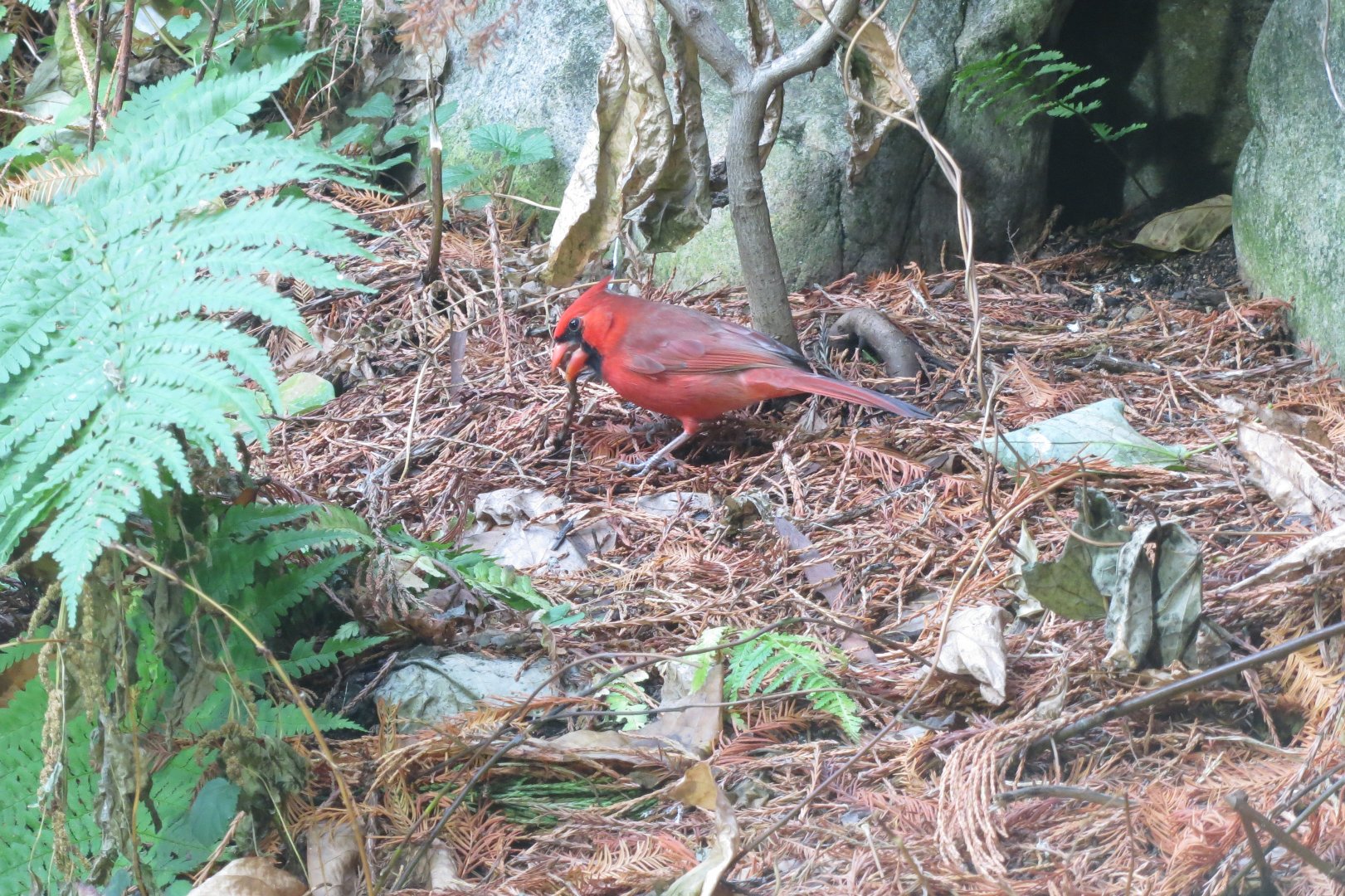 Aquarium - Northern cardinal 011218