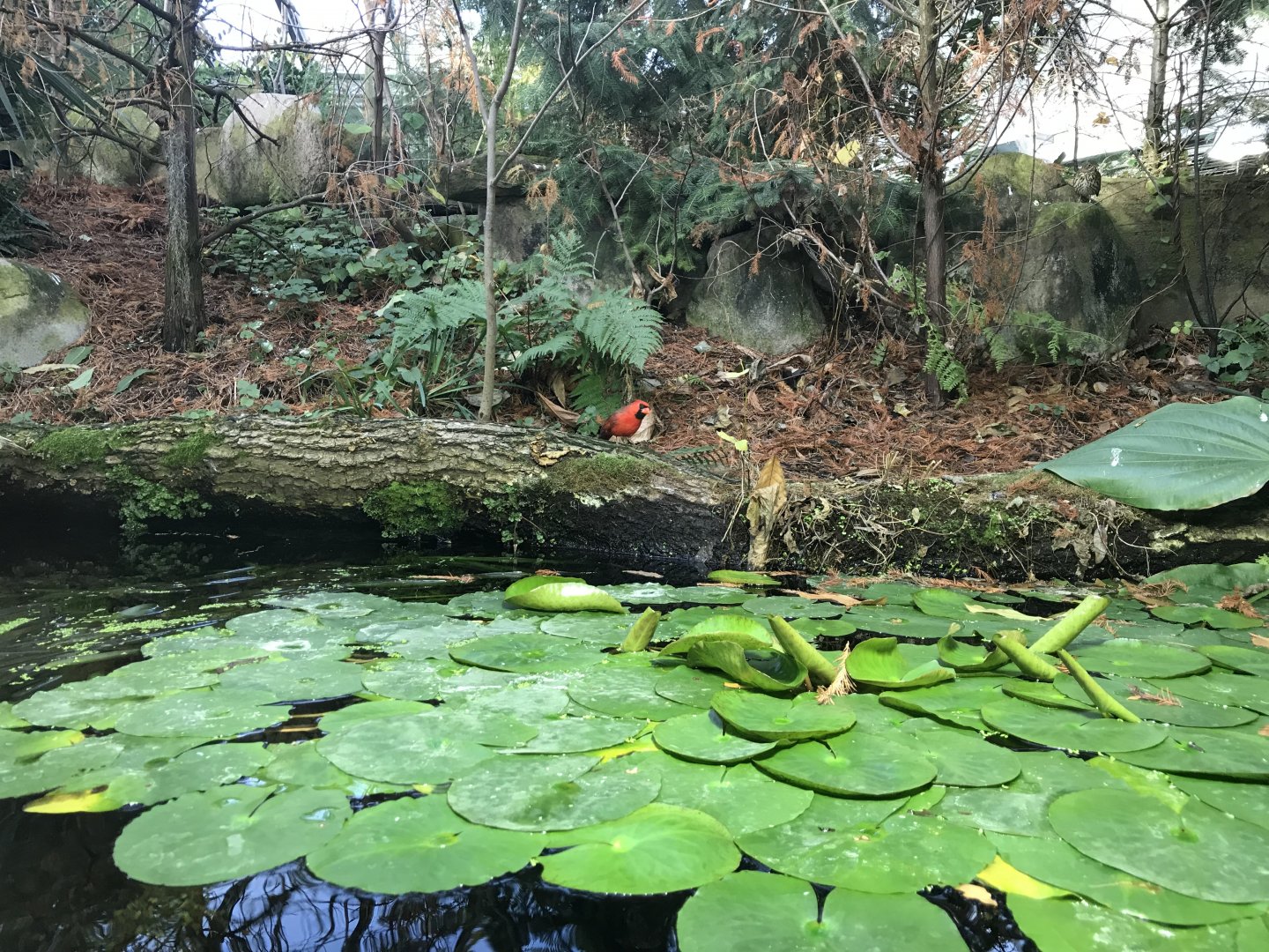 Aquarium - Northern cardinal foraging in land part of mixed exhibit 011218