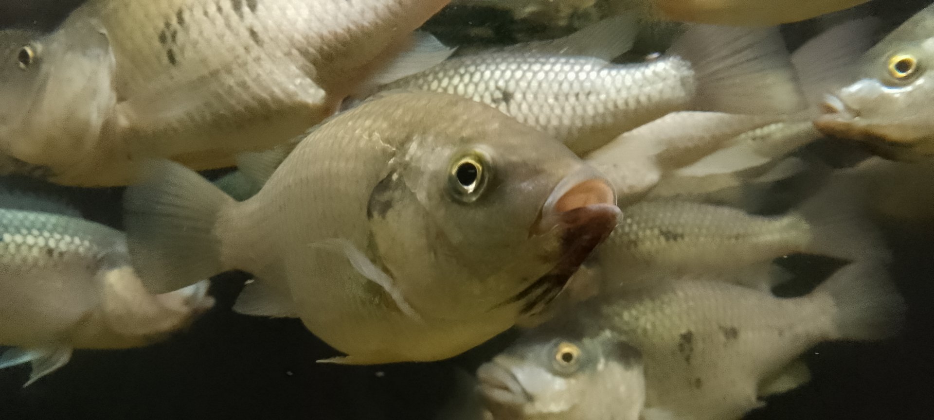 Aquarium- Nsess 200225