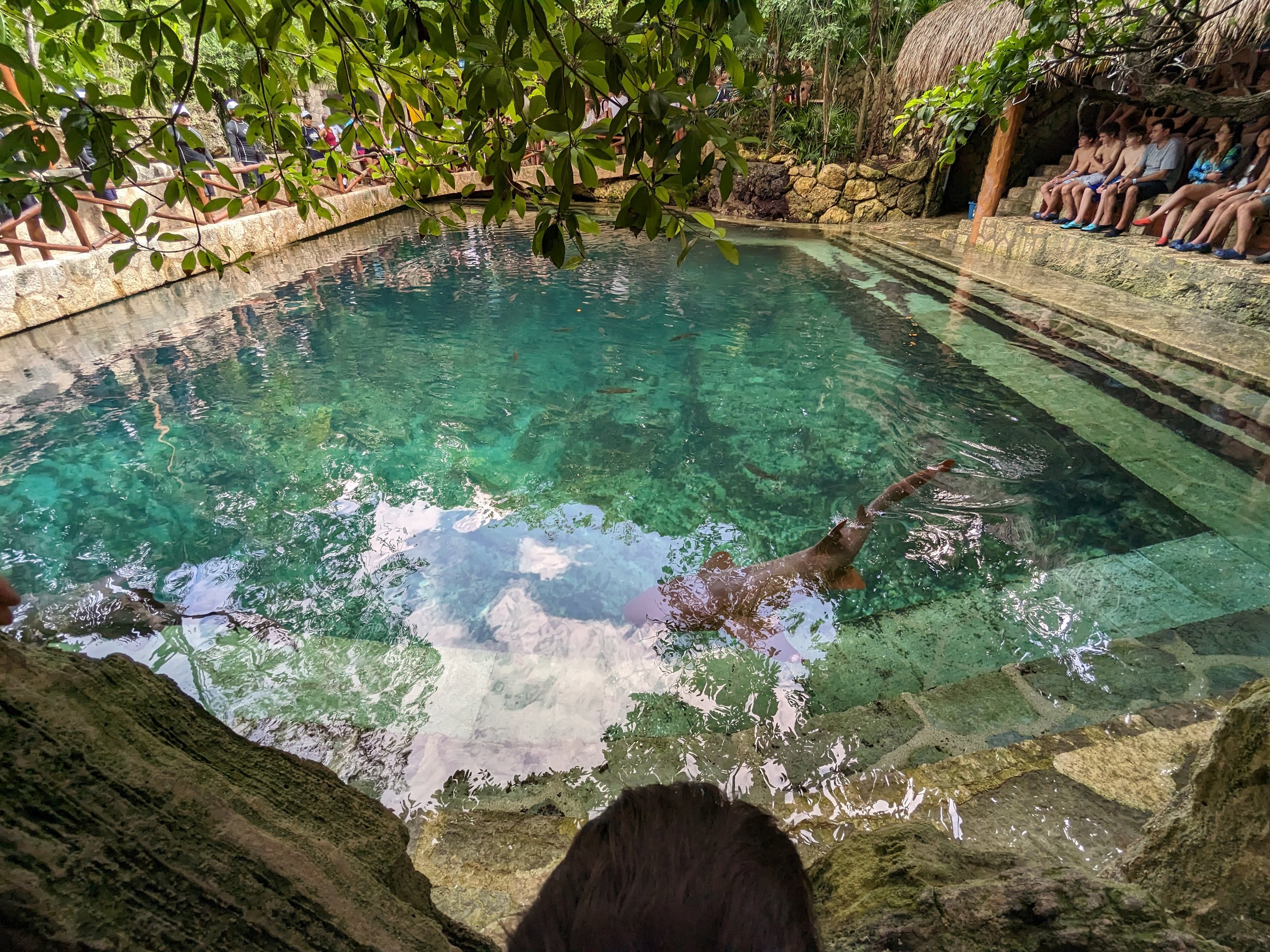 Aquarium - nurse shark