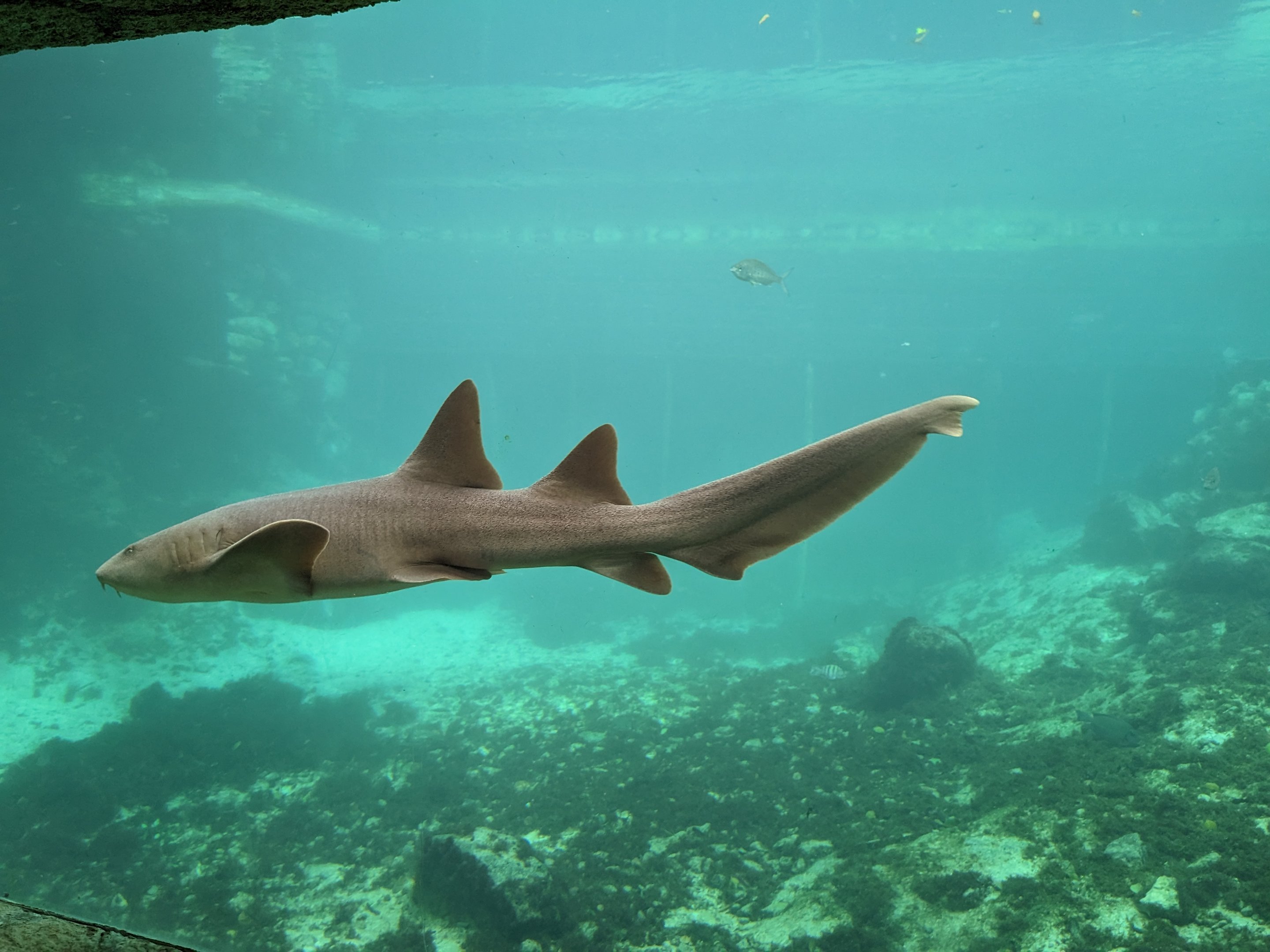 Aquarium - nurse shark