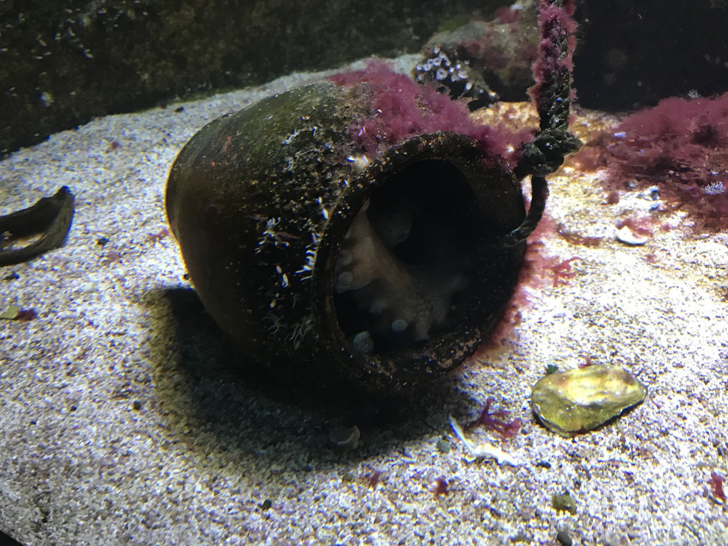 Aquarium - Octopus in a pot 011218