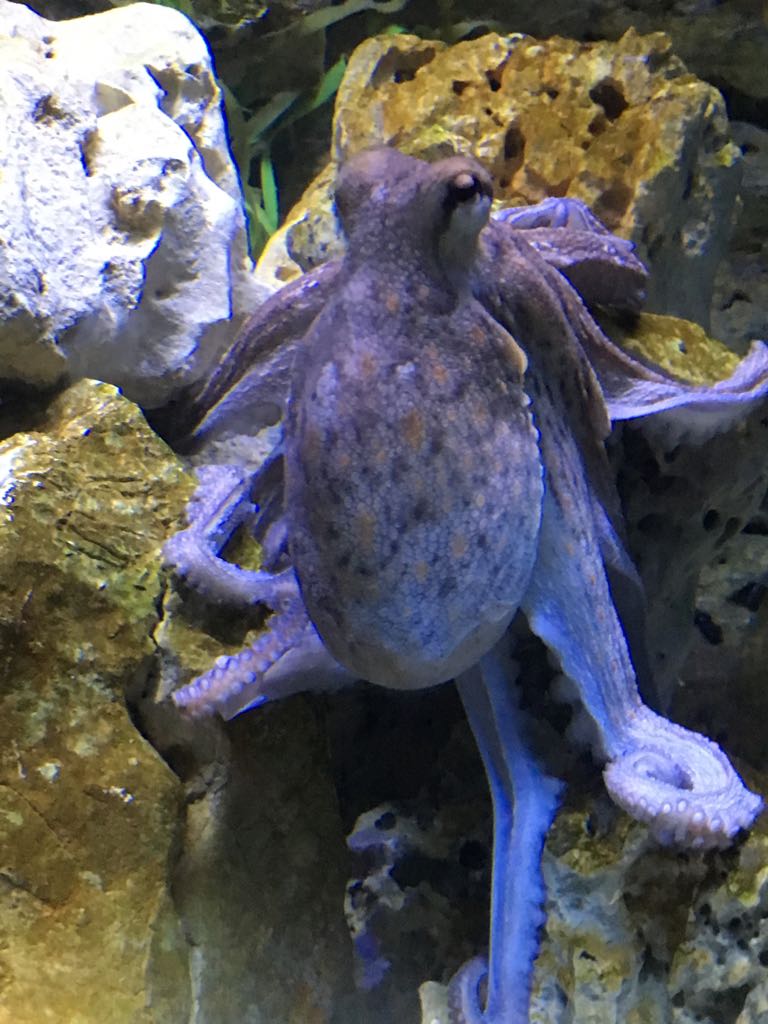 Aquarium - Octopus sp. 280118