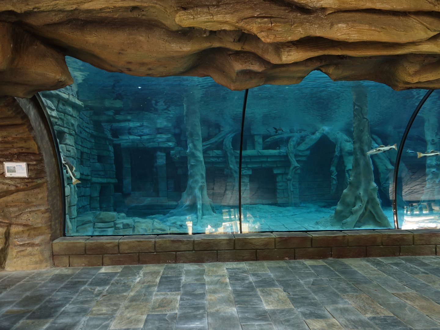 Aquarium of African manatees - Trichechus senegalensis - 16.04.2018