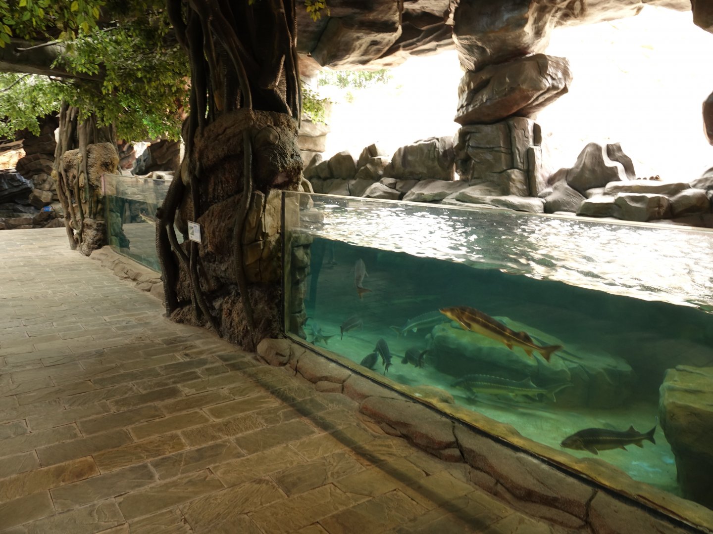 Aquarium of sturgeons and freshwater breams - 16.04.2018