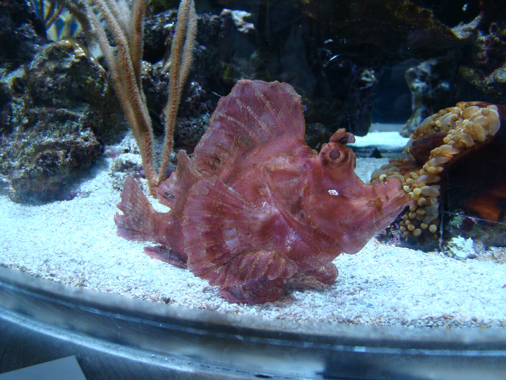 Aquarium of the Pacific - Live Coral Tank fish