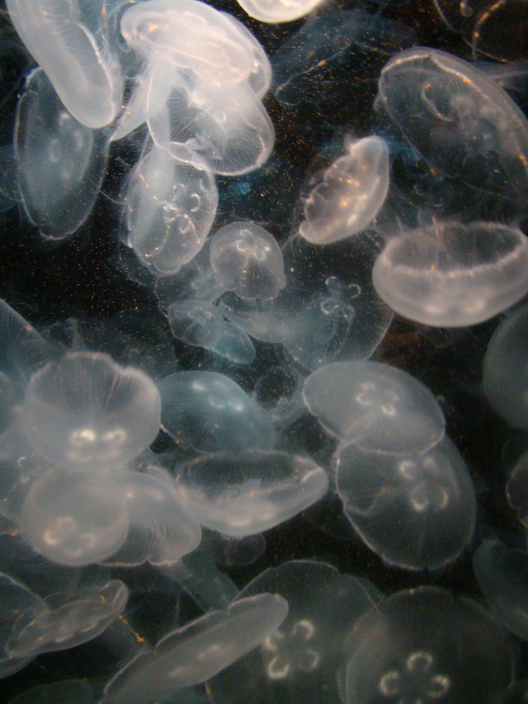 Aquarium of the Pacific - Moon Jellies
