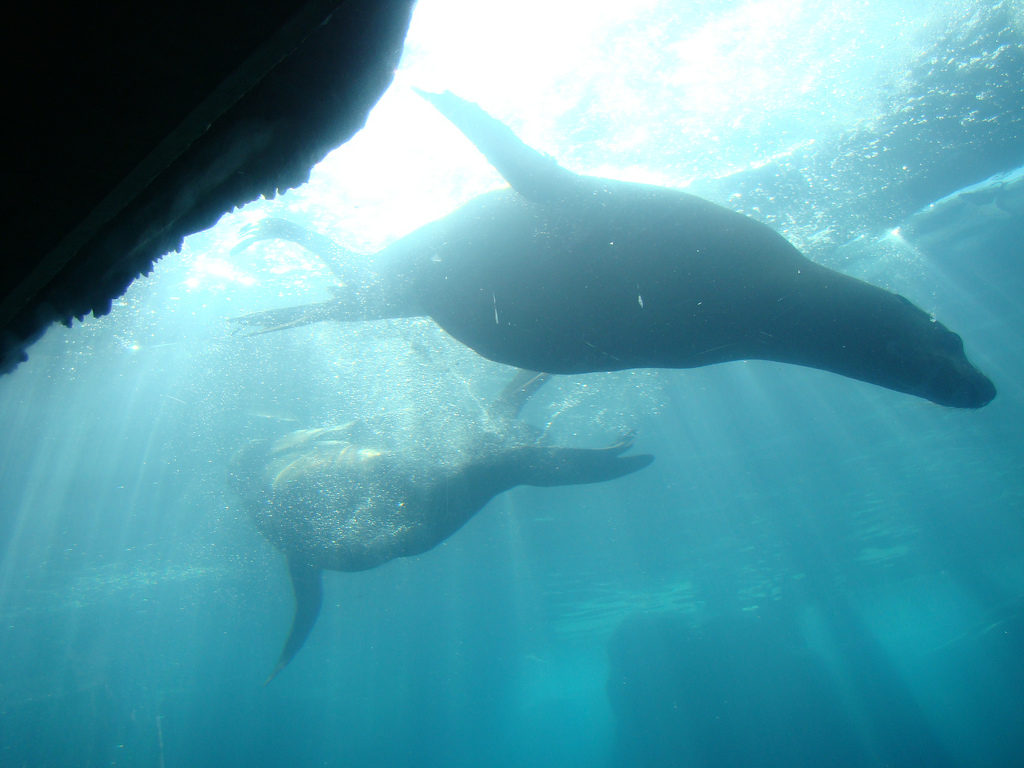 Aquarium of the Pacific - Sea Lions