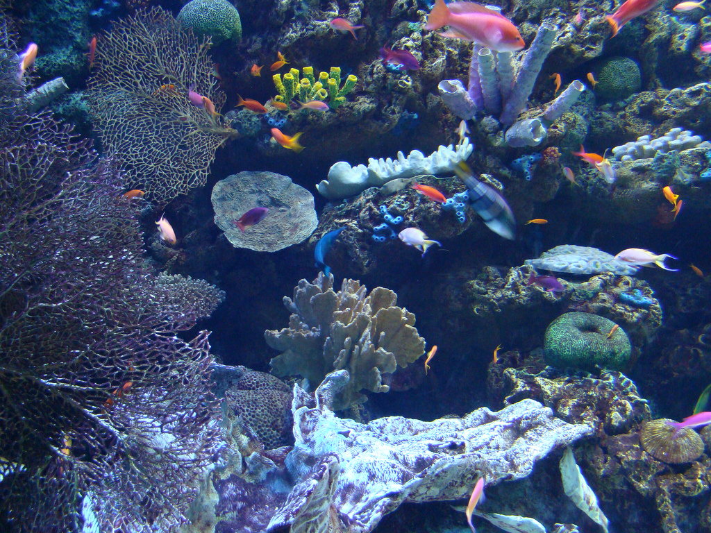 Aquarium of the Pacific - Sex Change Tank