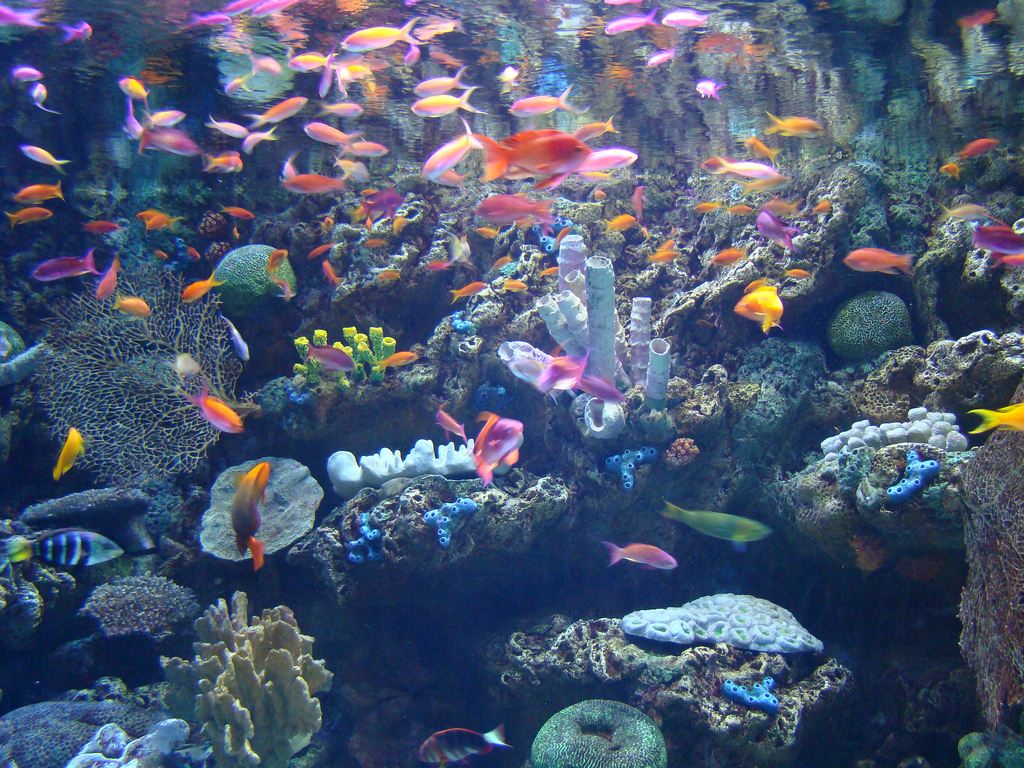 Aquarium of the Pacific - Sex Change Tank