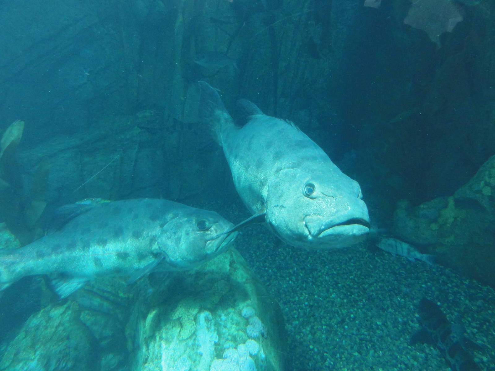 Aquarium of the Pacific; summer 2011