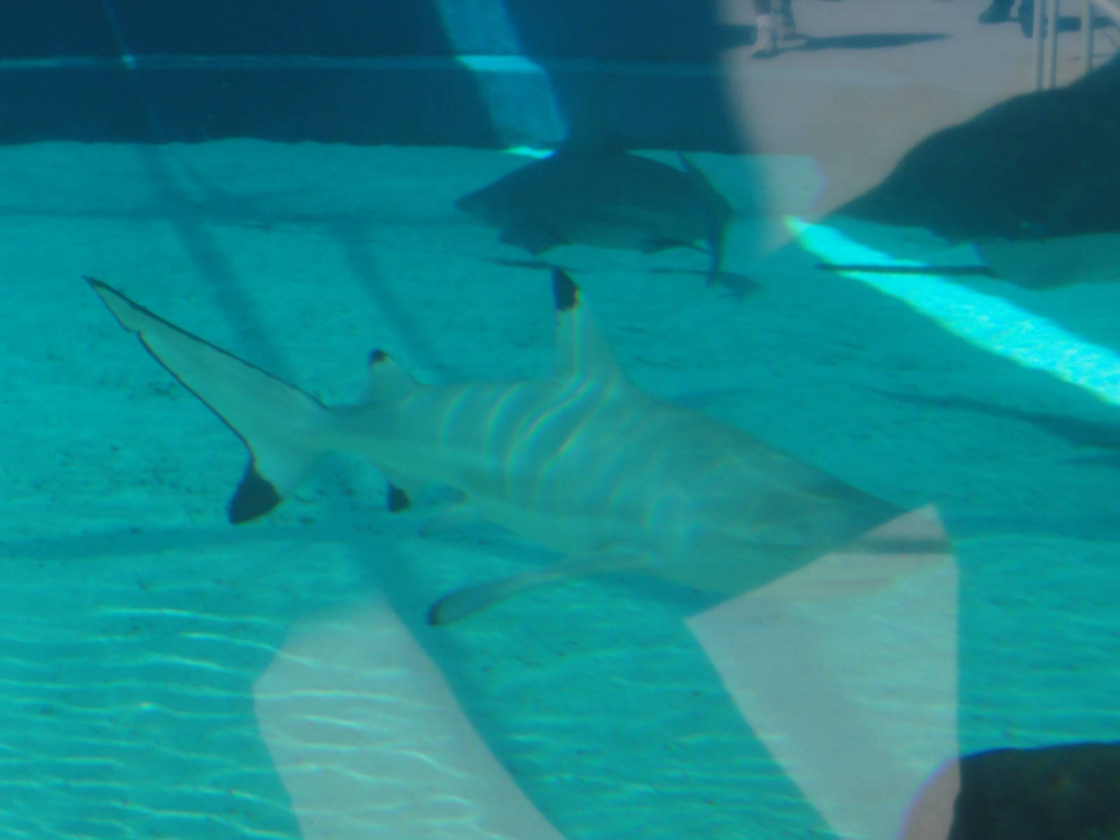 Aquarium of the Pacific; summer 2011