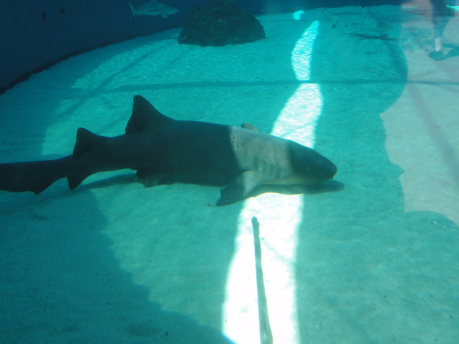 Aquarium of the Pacific; summer 2011