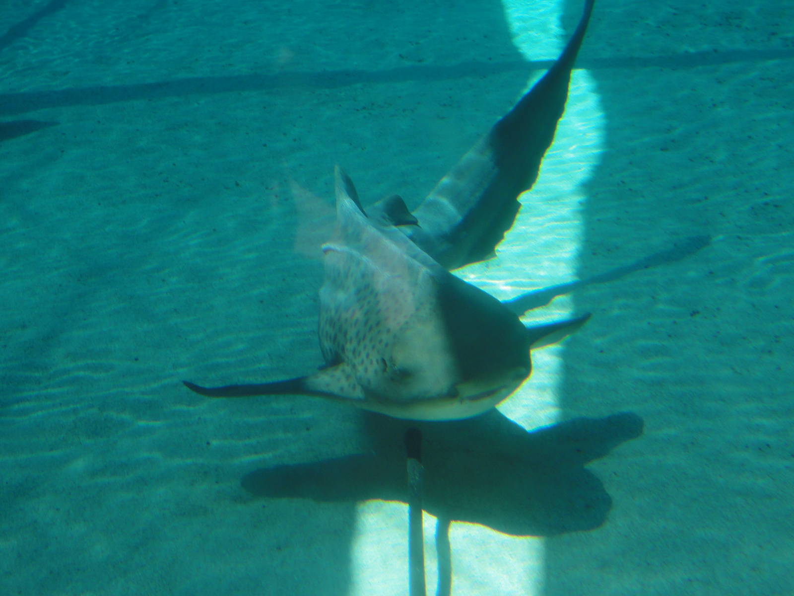 Aquarium of the Pacific; summer 2011