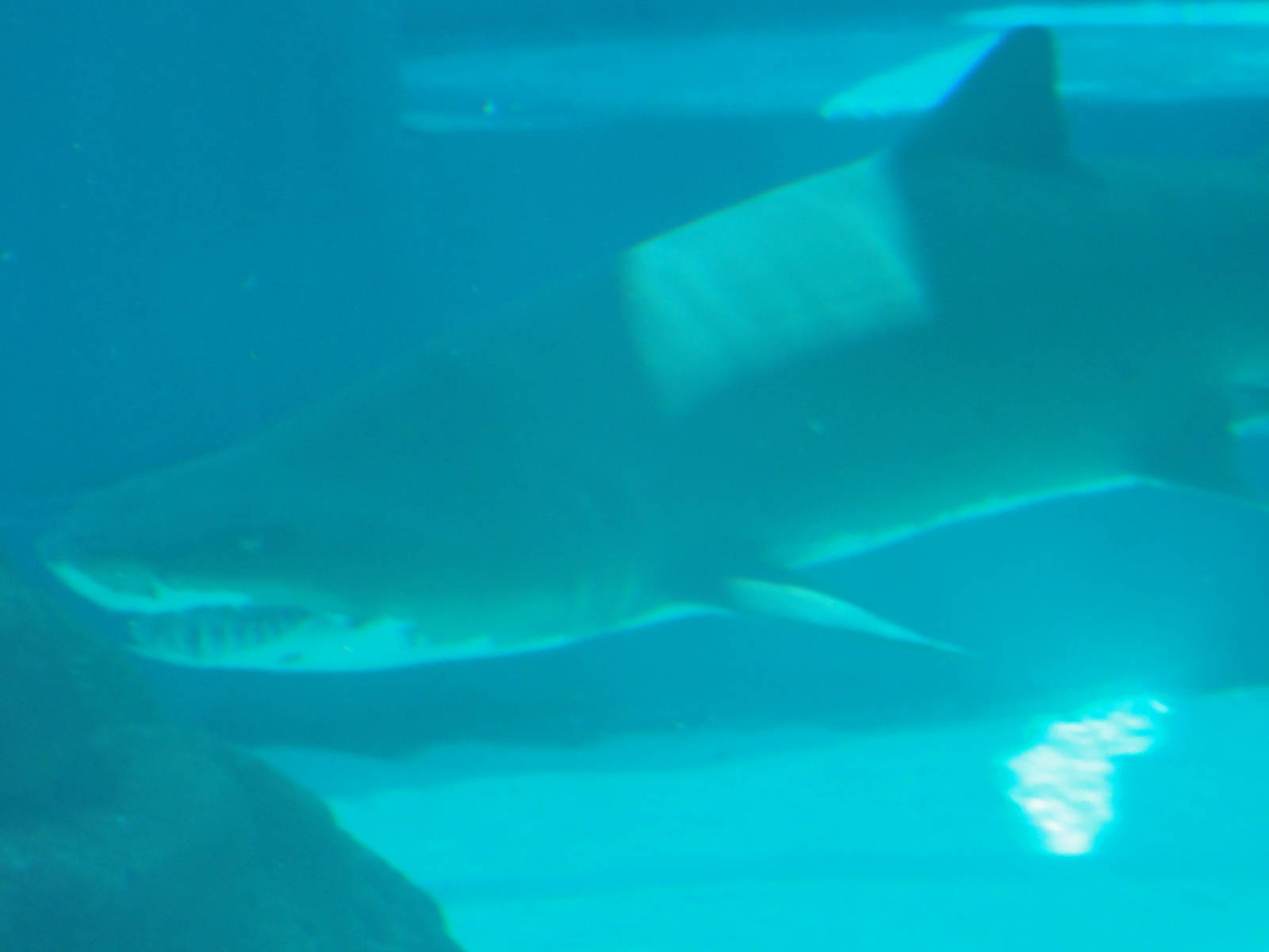 Aquarium of the Pacific; summer 2011