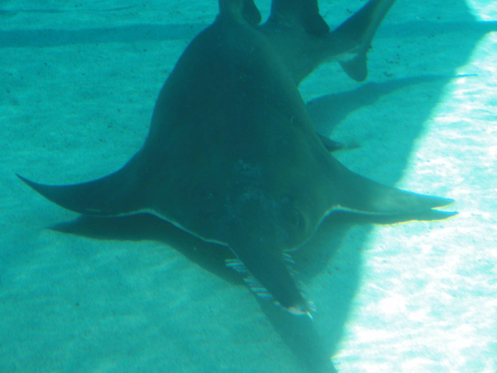 Aquarium of the Pacific; summer 2011