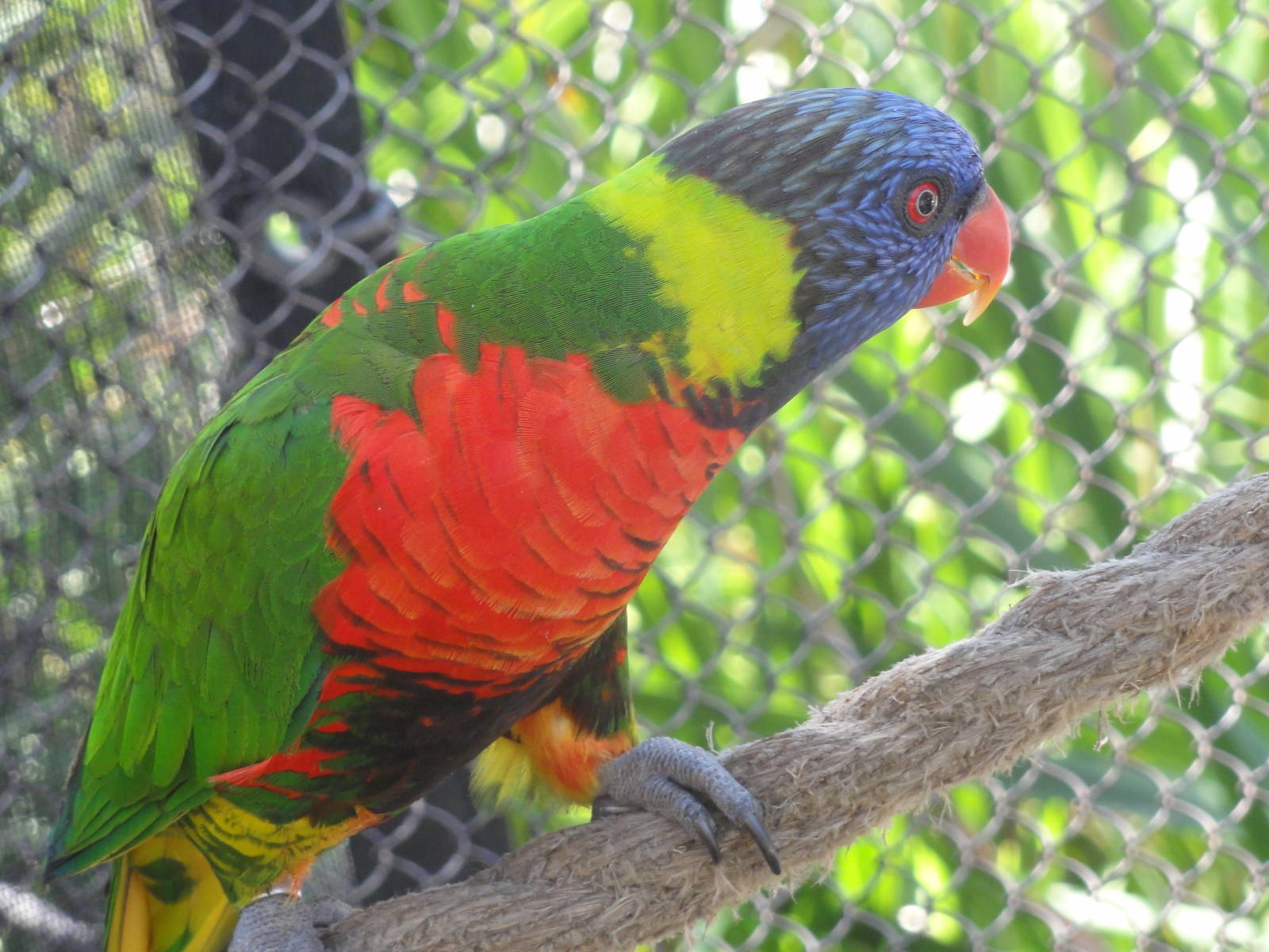 Aquarium of the Pacific; summer 2011