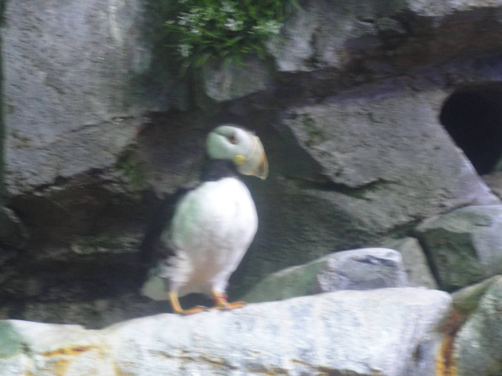 Aquarium of the Pacific; summer 2011