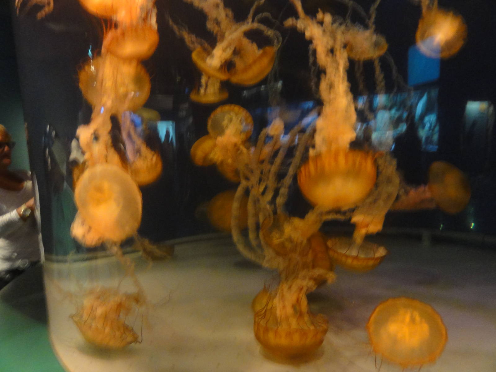 Aquarium of the Pacific; summer 2011
