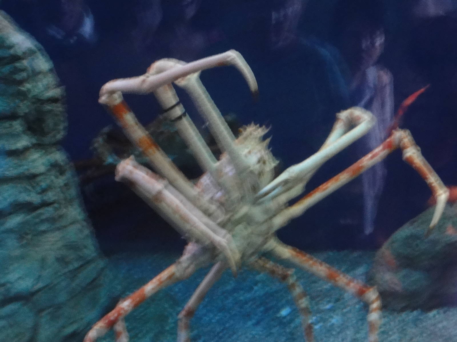 Aquarium of the Pacific; summer 2011