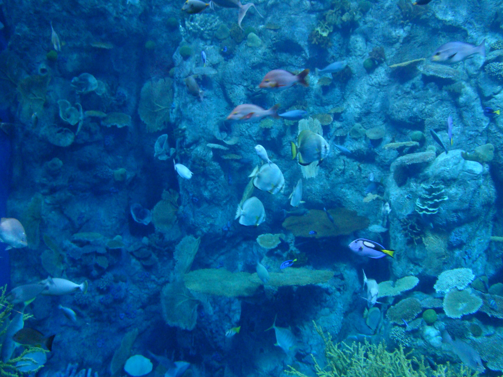 Aquarium of the Pacific - Tropical Reef Tank
